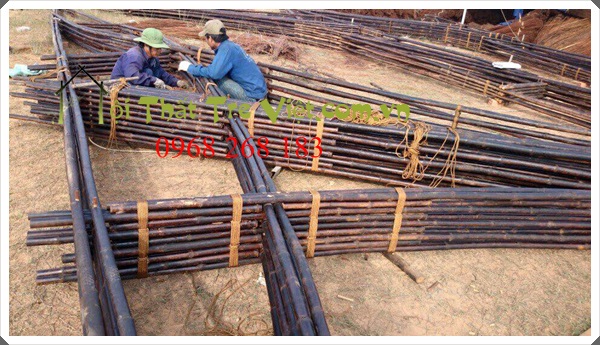 bamboo vietnam 