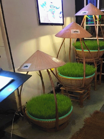 trang tri tre bamboo